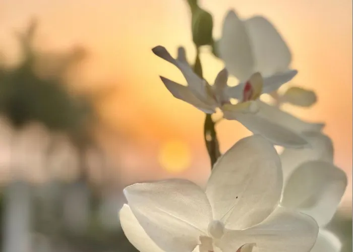 Tenerife Holidays Costa Adeje (Tenerife)