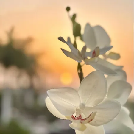 Tenerife Holidays أذيخي