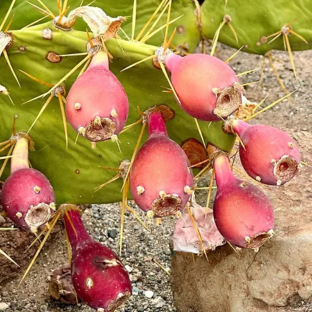 شقة Tenerife Holidays