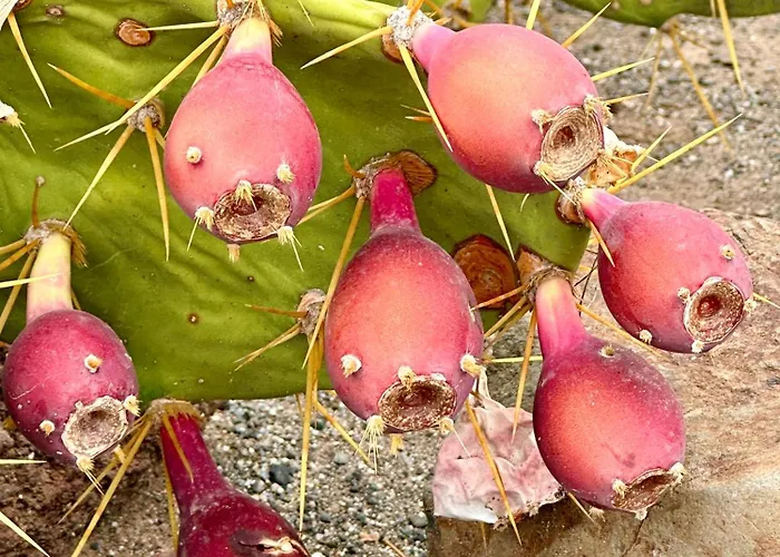 Апартаменты Tenerife Holidays